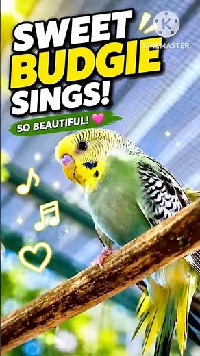 Listen to This Sweet Singing Budgie! A Beautiful Little Parrot That Will Brighten Your Day