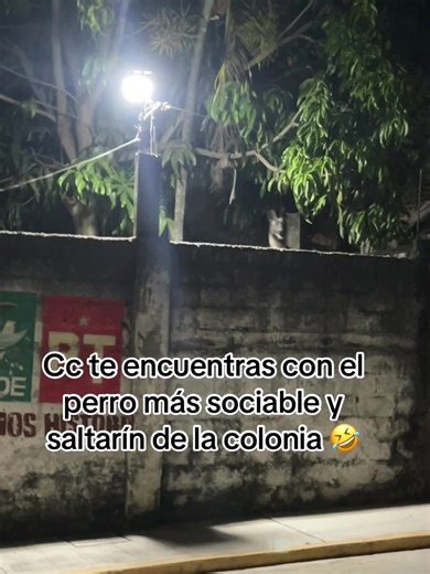 #perrosaltarin #perros #amigofiel #PlayaVicente🙌🏻 | perritos