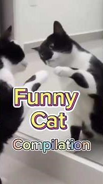 Funny Cat Moments That Will Make You Laugh! Hilarious Cat Compilation #shorts