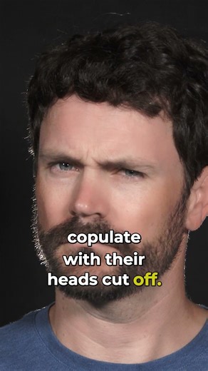 The shocking world of praying mantis mating