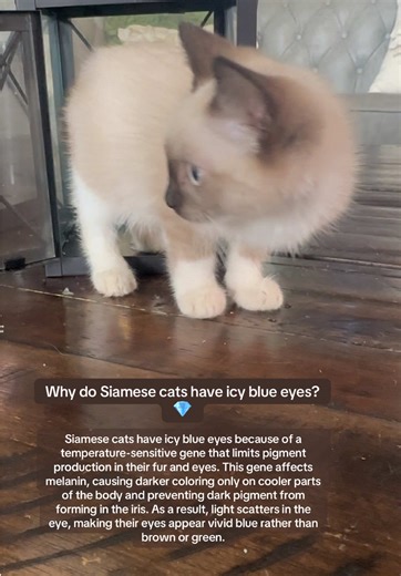 😻I’m sending you a FREE Kitten Survival Guide with growth charts, feeding schedules, vaccination timelines, toxic foods list, and all the essentials for raising a happy, healthy kitten.💕 💌 Sign up through the link in my bio or comment “KITTEN” and I’ll make sure you get it! Next litter of seal point Siamese kittens due on JANUARY 6!!!! Waitlist in bio🐈‍⬛ #starlassiamese #siamesekittens #sealpointsiamese #kittensoftiktok #catlovers