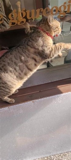 Cat jumping and jumping moves beautifully #cat #cat #catjumping