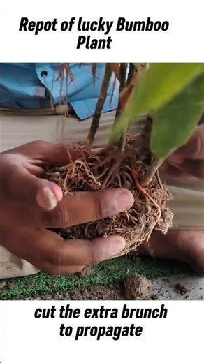 how to repot lucky bamboo plant in soil #gardeningtips #gardening #chhadbagan