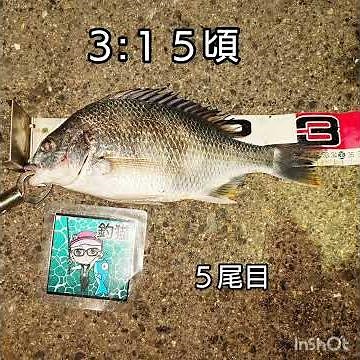 令和７年５月中旬頃に◯見埠頭砂上場で目の細かい網でバチを掬ってから別の釣り場で釣りしました