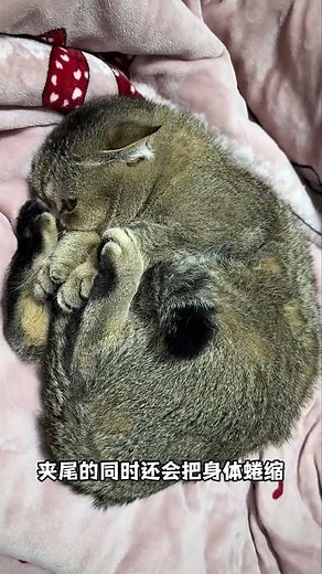 Uncover the Secrets of a Cat's Tail: What Does It Mean