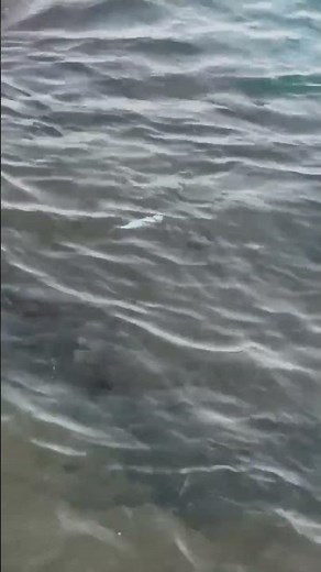 ヤエン釣りの基本は、アオリイカを浮かせる、近くまで引き寄せる。これが鉄則。これでも逃がすことはありますが、成功確率はぐっと高くなります。深場と遠方はバラシは高確率となります。