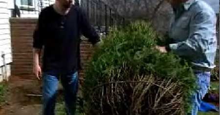 How To Plant a Shrub