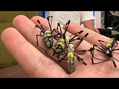 クモをアヒージョにして食べる