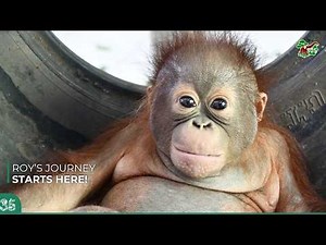 Rescued Roy the Orangutan