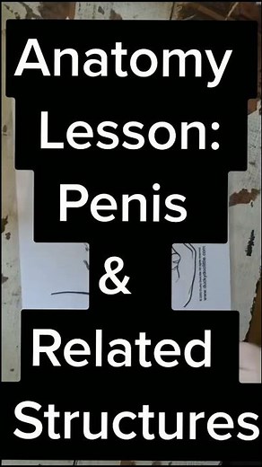 Anatomy Lesson: Penis & Related Structures Part 1/3 #DrYael