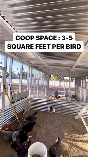 Build the Perfect Chicken Coop: Space Planning for Healthy Hens