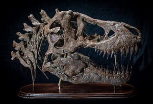 Handcrafted T-rex Skull Fossil Replica – Museum Quality Dinosaur Sculpture - Etsy
