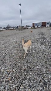 13K views · 214 reactions | Socialization through migration. Sounds like a song title. | Method K9 | Facebook