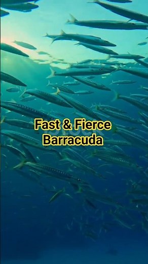 "Fast and Fierce Barracuda Facts in 30 Seconds! 🐟 | ZooQuick"