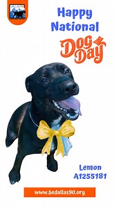 These mighty mutts are ready to be adopted! #NationalDogDay #adopt #BeDallas90 #dallasanimalservices #AdoptDontShop | Dallas Animal Services and Adoption Center