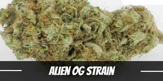 Alien OG Strain Information and Review
