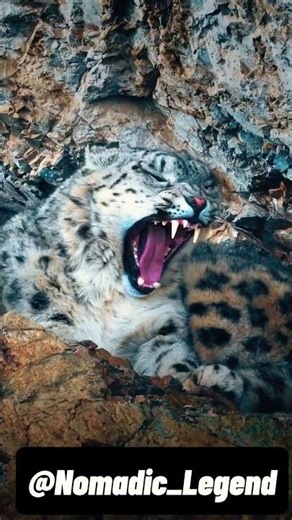 The Ghost of the Mountains in Mongolia 🇲🇳