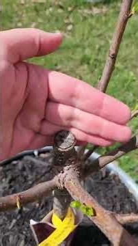 4/6/26 Satin Sprint Plumcot Tree is Super Healthy for Year 2 #plum #tree #trees #garden #gardening