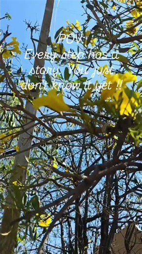 golden trumpet tree (Tabebuia ochracea
