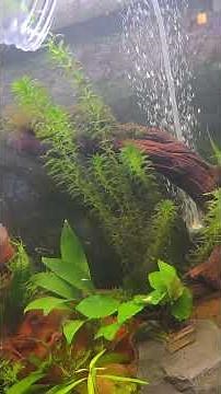 55 Gallon Update!!! Releasing Molly and Platy Babies into their new home!!! So many and more to go!!