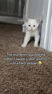 We had him for a week and I thought he was just catching up on some good zzz’s from the street life he was living 😂 #rescuecat #deafcat #kitten #cat #animals