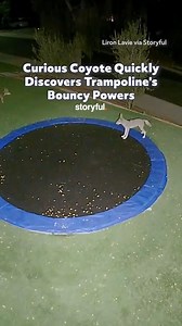 Curious coyote quickly discovers trampoline's bouncy powers | storyful