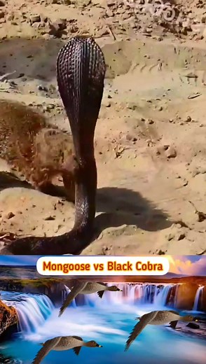 The fierce battle between a Mongoose vs a Black Cobra #mongoose #blackcobra #cobra #cobras #snake #snakes #snakesoftiktok #animalsoftiktok #wildanimals #animalworld #tiktokanimals #wildlife #wildlifephotography #animals #animal #wildnature #animalplanet #predator #prey#CapCut
