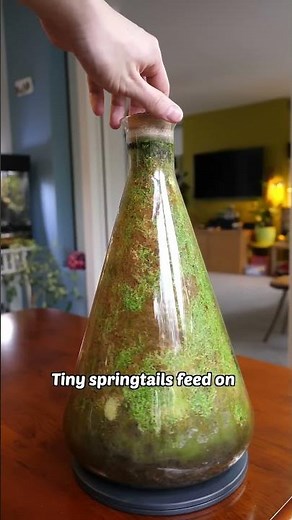 this terrarium hasn't been opened in 6 years