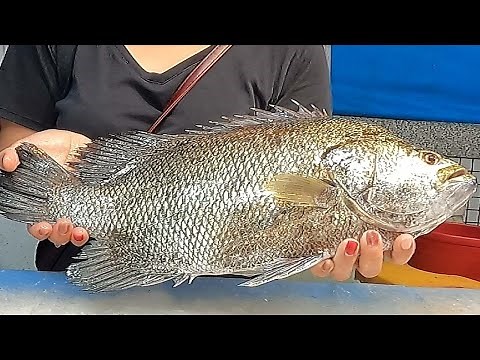 How to fillet and cook Black grunt ( Tripletail Fish) - Taiwanese street food打鐵鱸