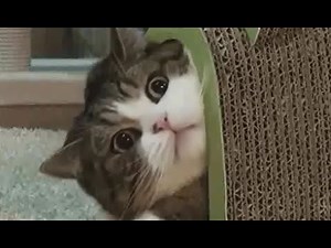 【動物おもしろ】爆笑ハプニングGIF動画【癒し】