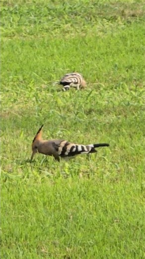 Nature-330, Kanimaa songs with Hoopoes eating together