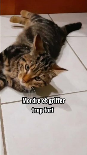 At what age should you adopt a kitten?