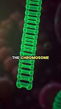 Unlocking the Secrets of Meiosis: The Dance of Chromosomes Explained