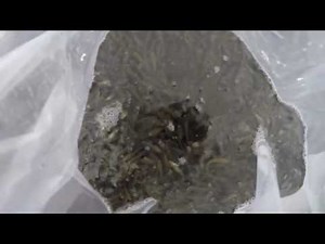 Stocking Fathead minnows from Anderson Minnow