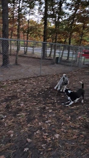 #cooperelkhound | Cooper Kingsley