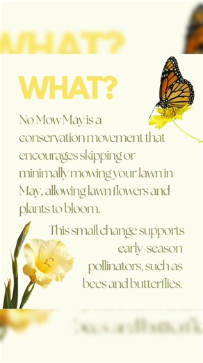 Why you SHOULDN’T mow your lawn in May: the shocking truth! #bee#bees #facts#workerbee#hive#savebees