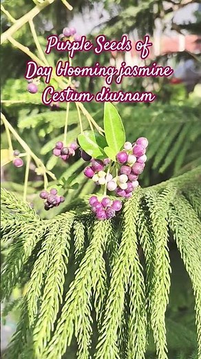 Evergreen plants day blooming jasmine|Garden tour