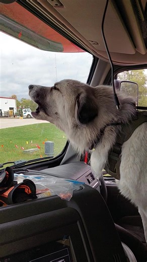 She's always protecting me. Today she's protecting me from dangerous Halloween decorations! 藍 | Sammich | Facebook