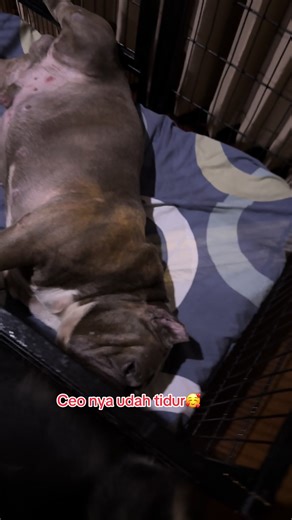 Good night everyone🥰🥰#americanbully #alaskanmalamute