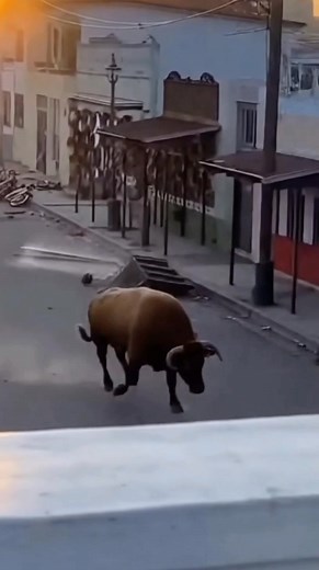 1.6K views | raging bull rampages through the streets, smashing objects and causing chaos #rageroom #bullsoftiktok #animalattack #beaware | Lul | Facebook
