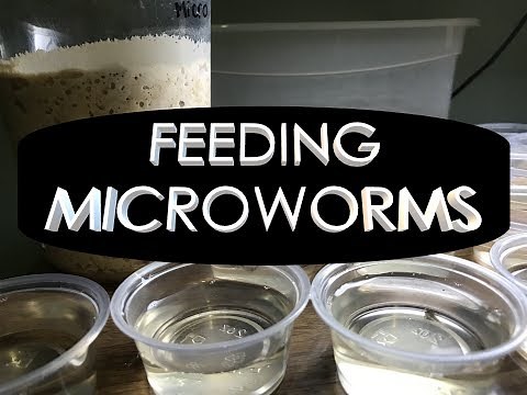 HOW TO FEED MICROWORMS TO BABY AXOLOTLS