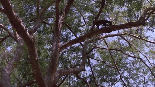 Monkey.Trouble (1994).1080p.WEBRip.x264.-ENG.-RARBG