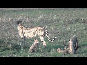Mom and 6 cheetah cubs playing