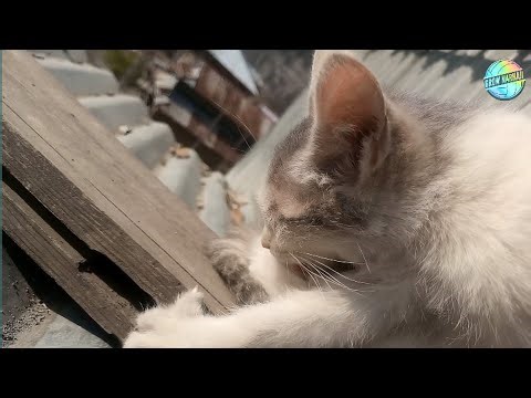 Rescue Kitten Flea Infestation - How to Treat Fleas on Kittens