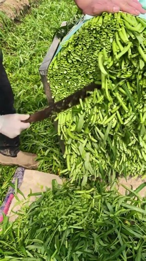 RT 5053170110309 mini rotary tillage and ridging all-in one tree 🌲 short view