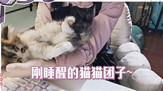 小萝莉直播展示“躺尸”猫猫~【水谷盐盐Yukira】