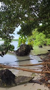 At Biota Palau, when we are not breeding fish, raising larvae, or culturing corals, we are soaking in the beauty of paradise. Living in Palau means we play just as hard as we work. From pristine reefs to crystal blue water, every day reminds us why protecting these ecosystems matters. 🌴💙🐠 Work hard, play hard, protect always. #BiotaPalau #Aquaculture #ReefLife #SustainableReefkeeping #ParadiseLife | The Biota Group