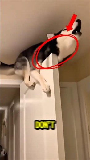 Why Huskies Scream Like Humans 😭😆 #animals #shortsviral #shorts