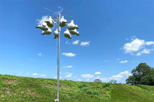 Game Commission offers nesting sites for purple martins, swifts