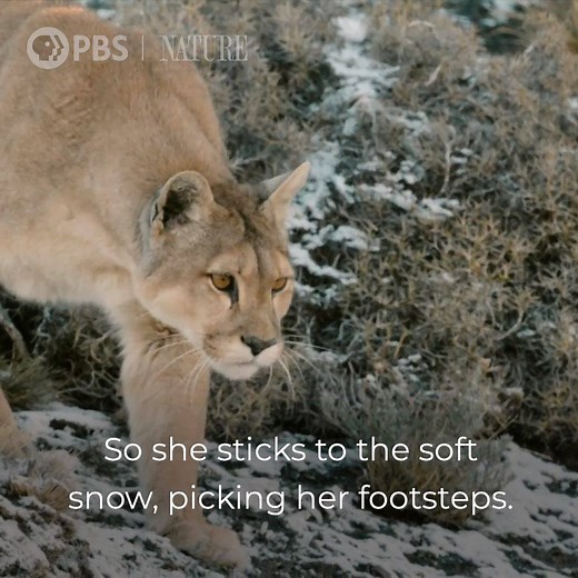 This puma mom is showing her daughter how to hunt. "Pumas: Legends of the Ice Mountains" airs Wednesday, February 3 at 8/7c on PBS. #NaturePBS #Pumas #UmaThurman #Wildlife #Nature | Nature | PBS